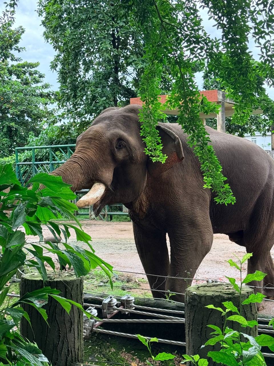 Thảo Cầm Viên Sài Gòn (Saigon Zoo and Botanical Gardens) in Ho Chi Minh City, Vietnam