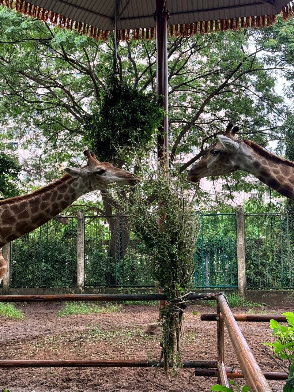 Thảo Cầm Viên Sài Gòn (Saigon Zoo and Botanical Gardens) in Ho Chi Minh City, Vietnam