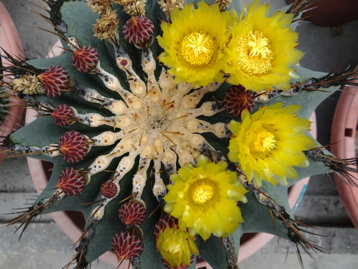 Cactus Valley in Cameron Highlands, Malaysia