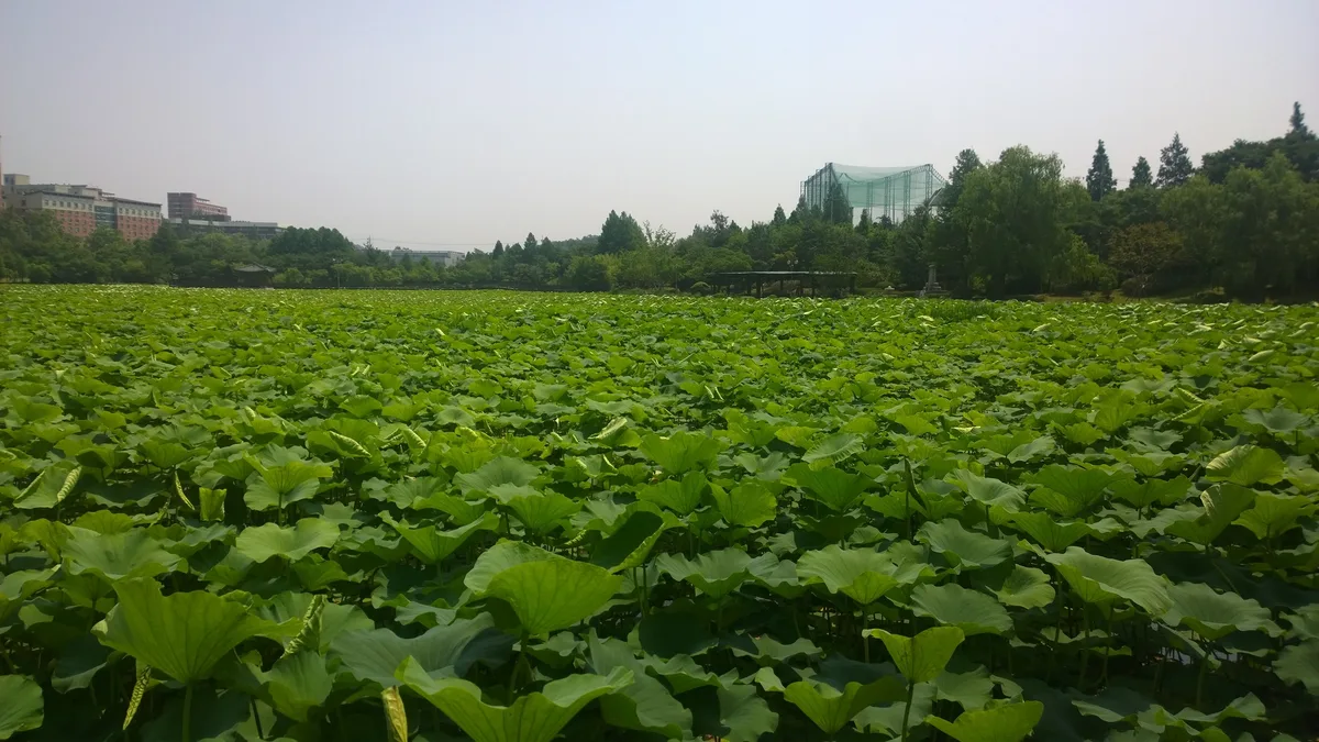 Deokjin Park in Jeonju, South Korea