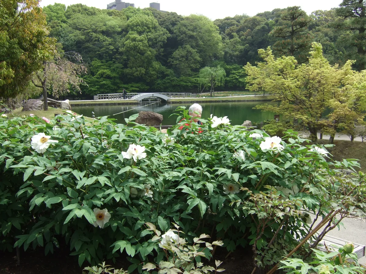 Tokugawaen Garden in Nagoya, Japan