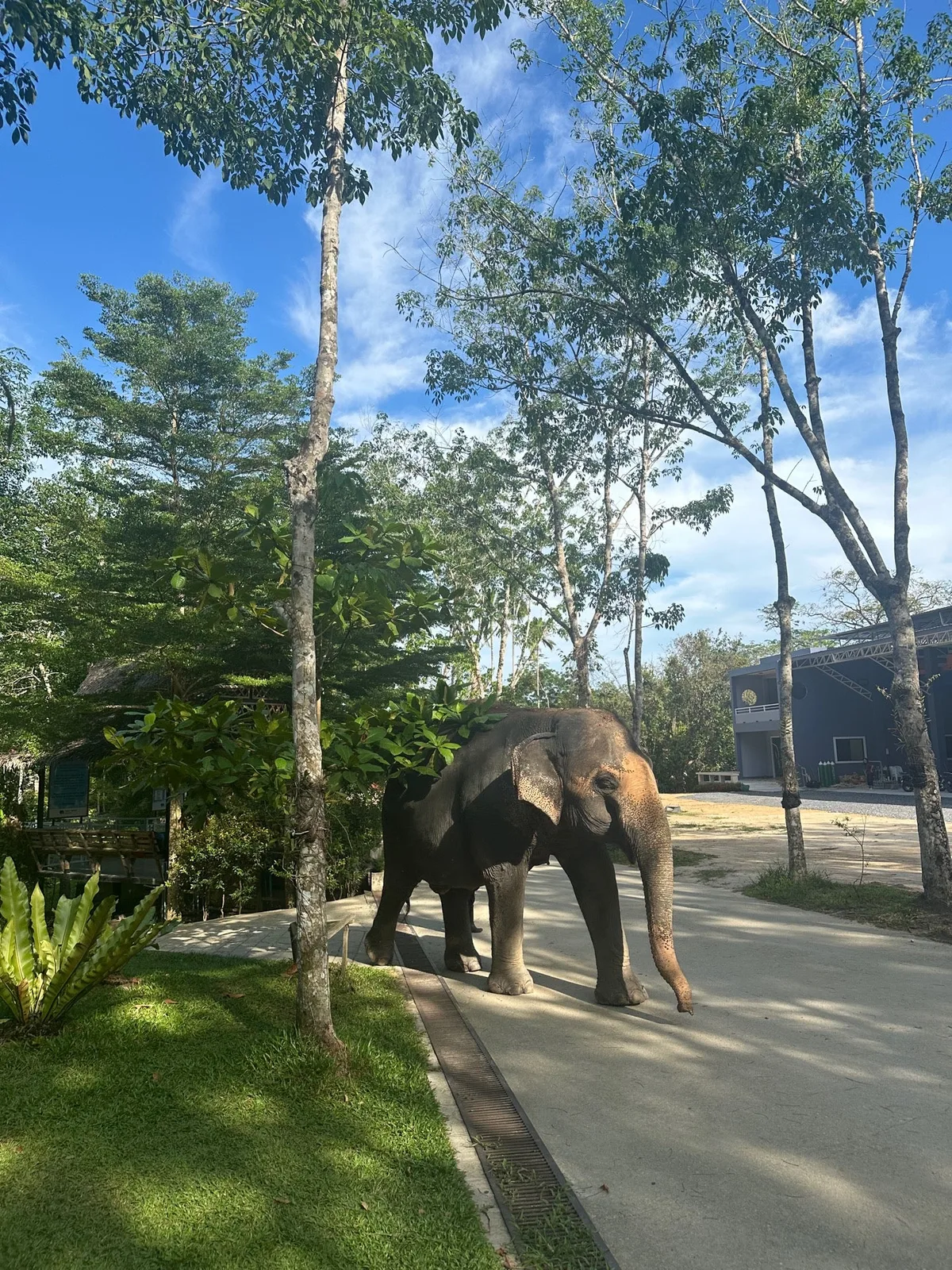 Green Elephant Sanctuary Park in Phuket, Thailand