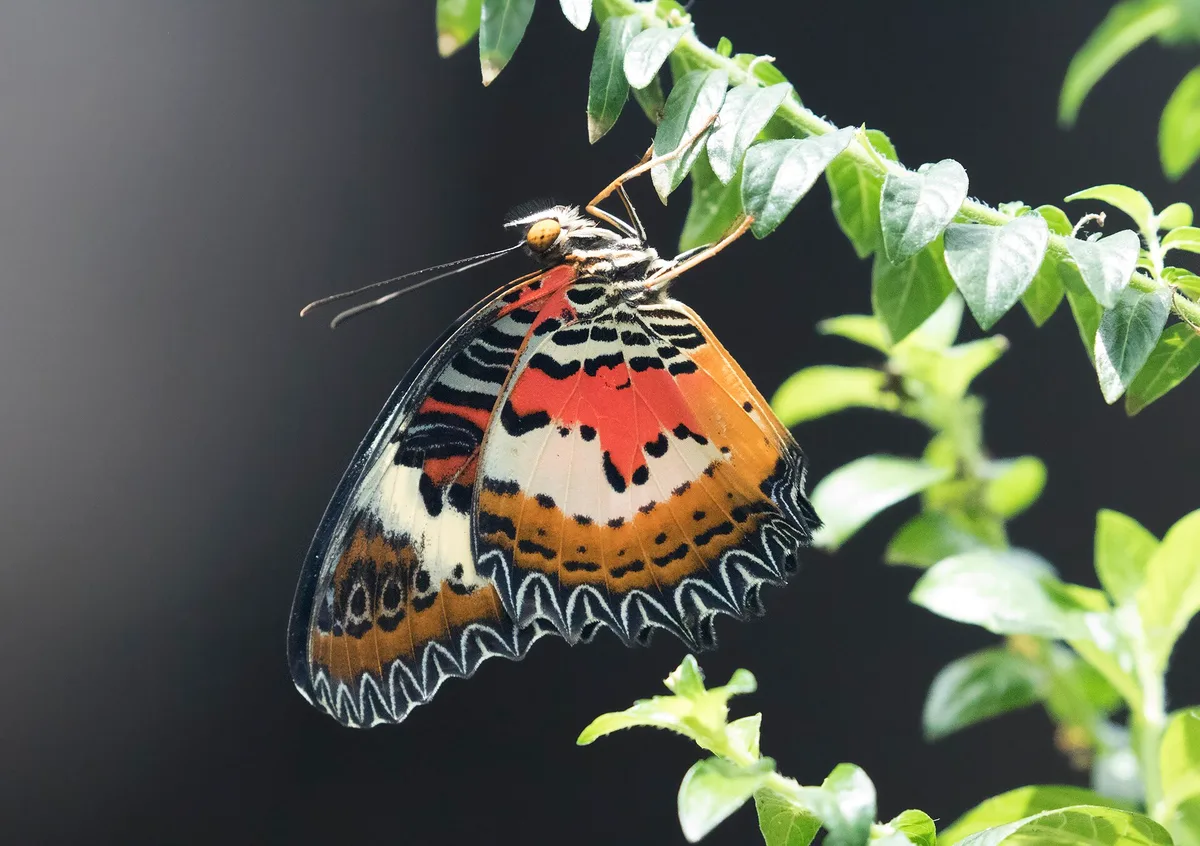 Konya Tropical Butterfly Garden in Konya, Turkey