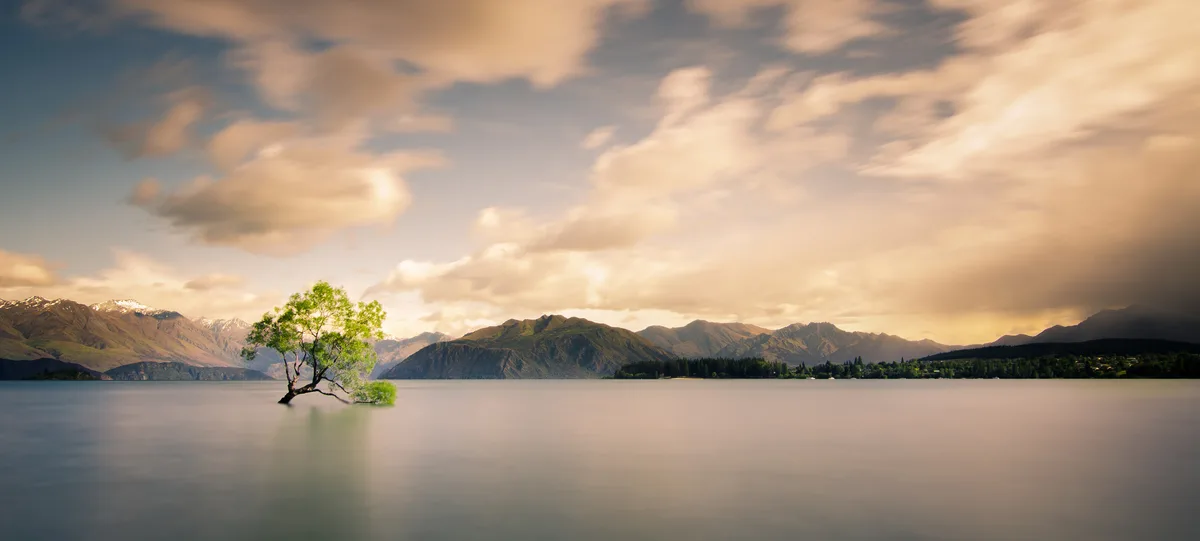 Wānaka Willow Tree in Wanaka, New Zealand