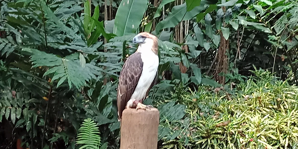 Philippine Eagle Center in Davao, Philippines