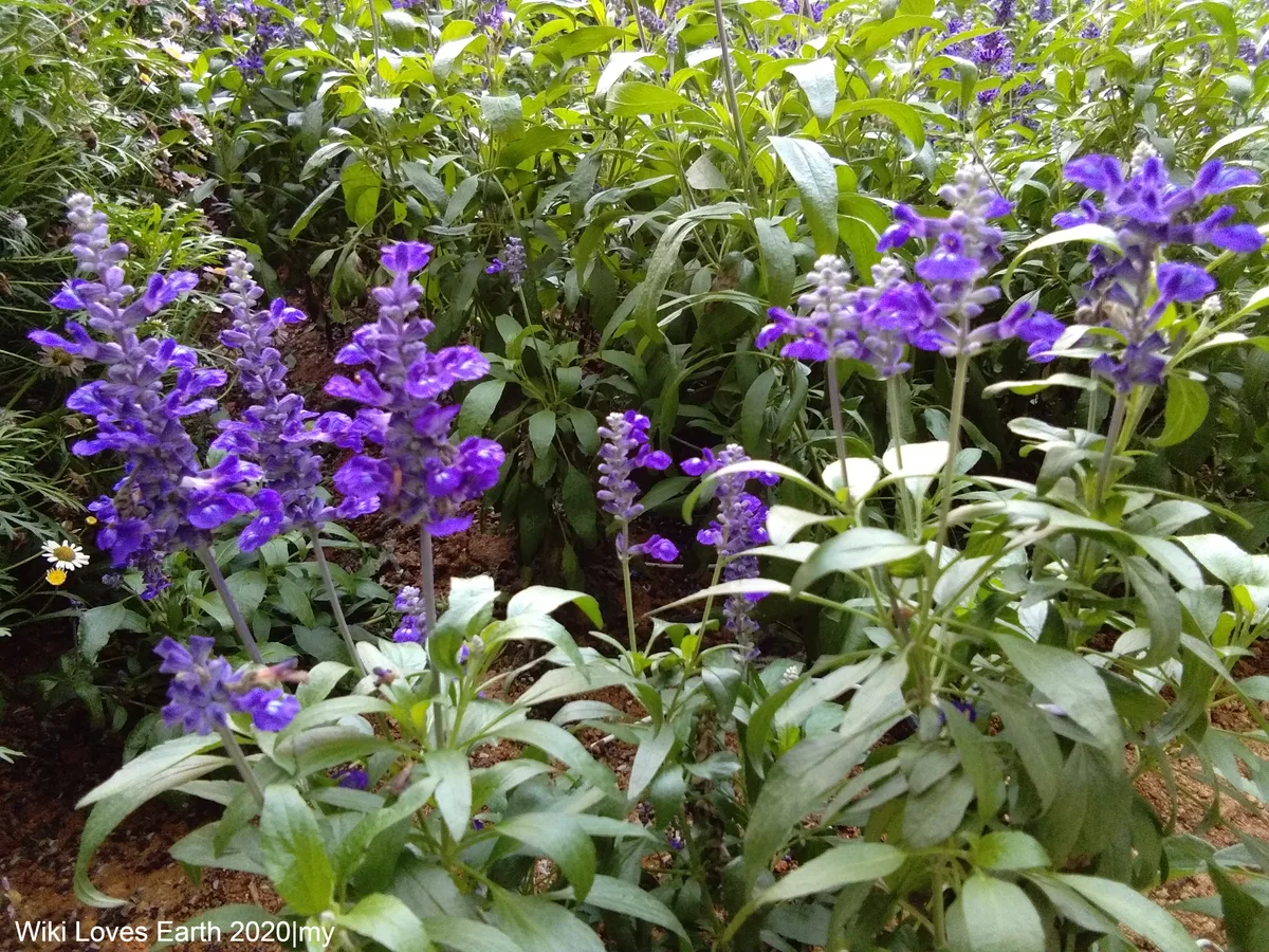 Lavender Garden (Cameron Lavender) in Cameron Highlands, Malaysia