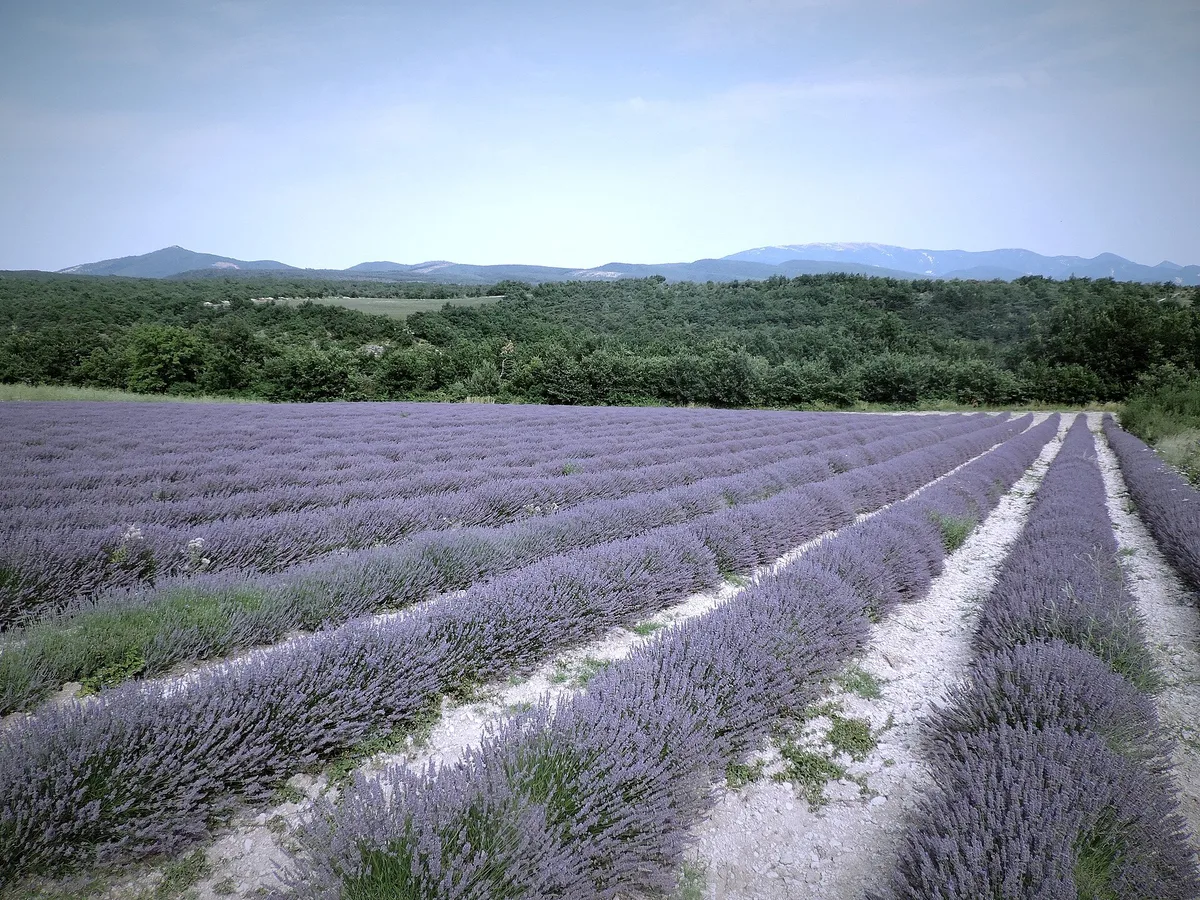 Lavender Fields in Provence, France