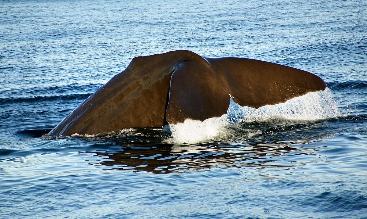 Whale Watch — Kaikoura