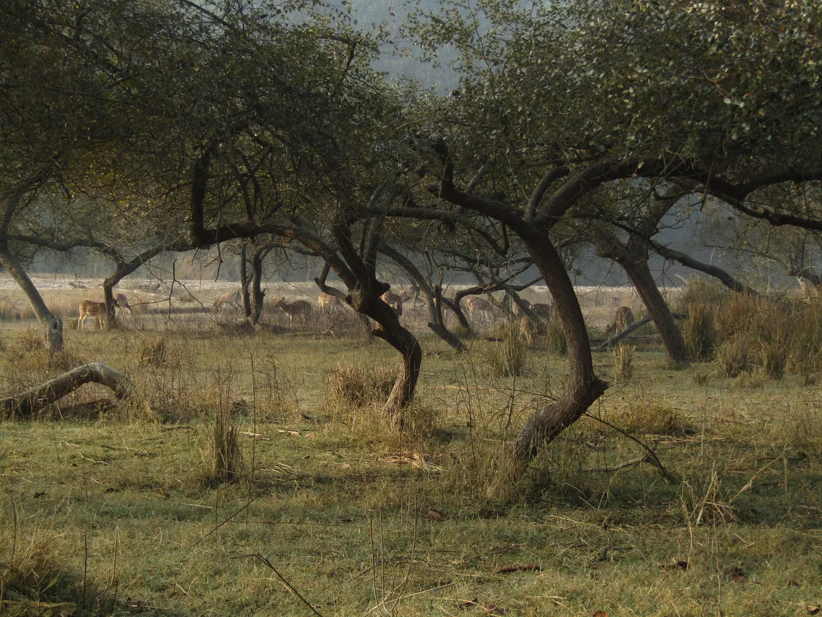 Rajaji Tiger Reserve in Rishikesh, India