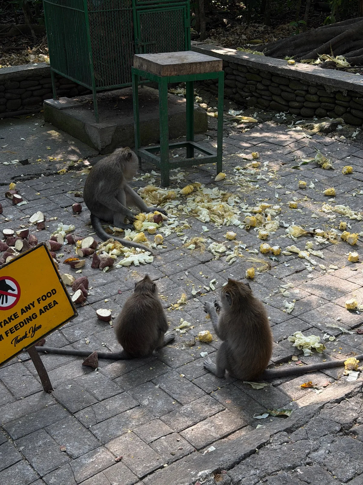 Sacred Monkey Forest Sanctuary in Ubud, Indonesia