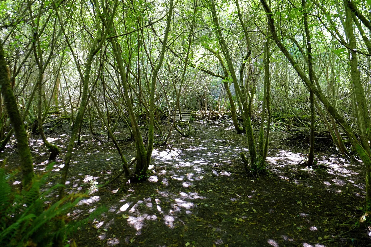 Mystic Vale in Victoria, Canada