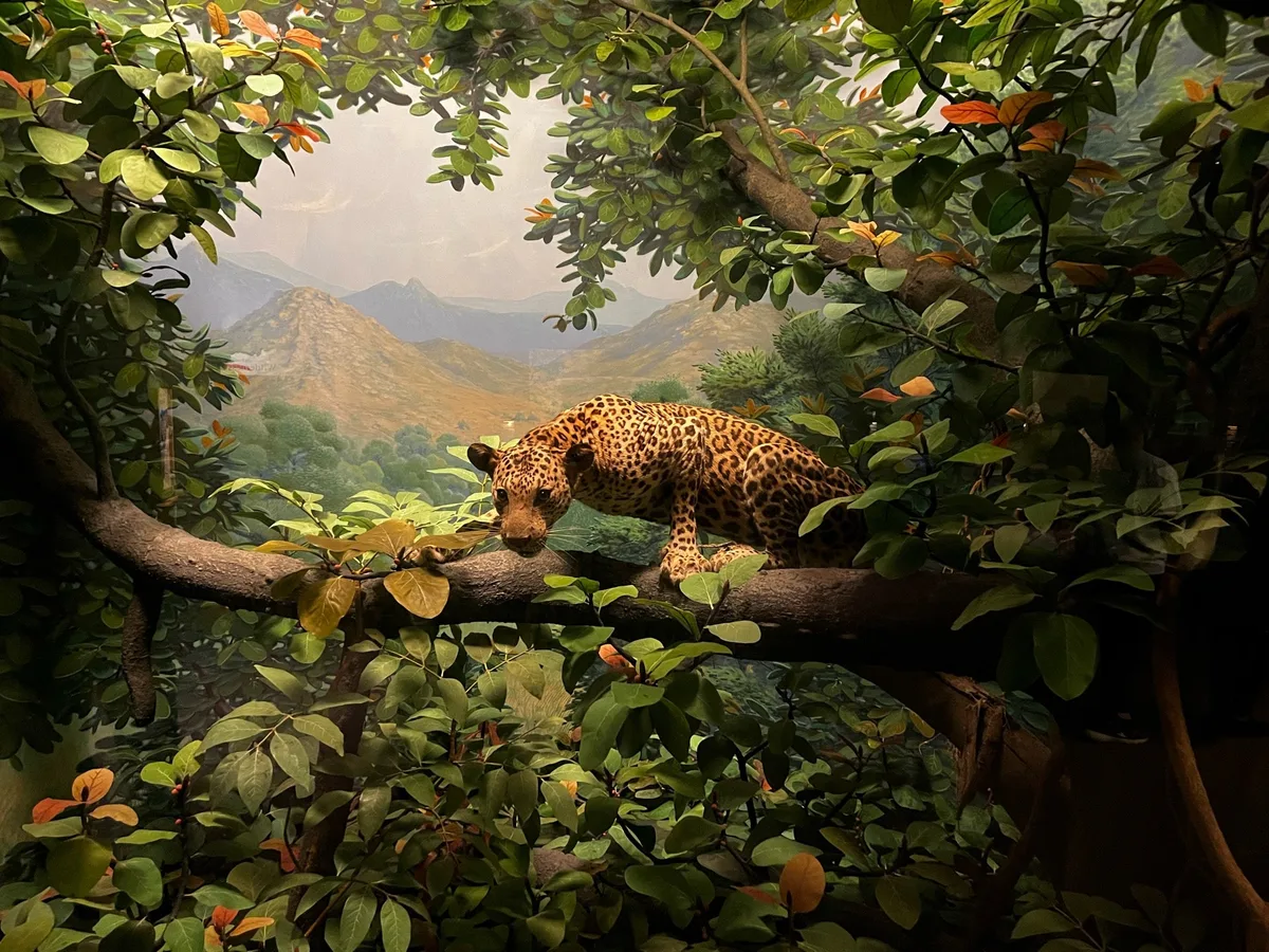 Field Museum in Chicago, United States