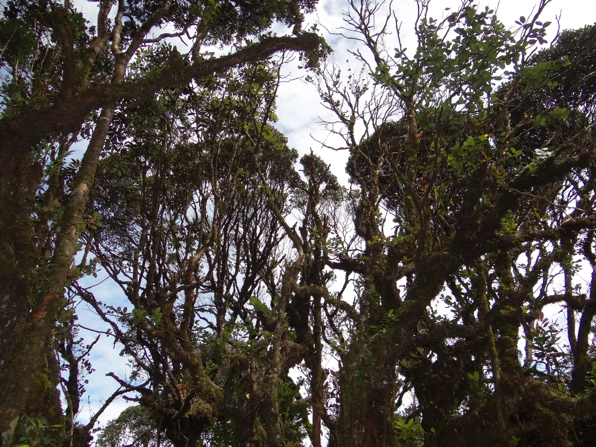 Mossy Forest in Cameron Highlands, Malaysia