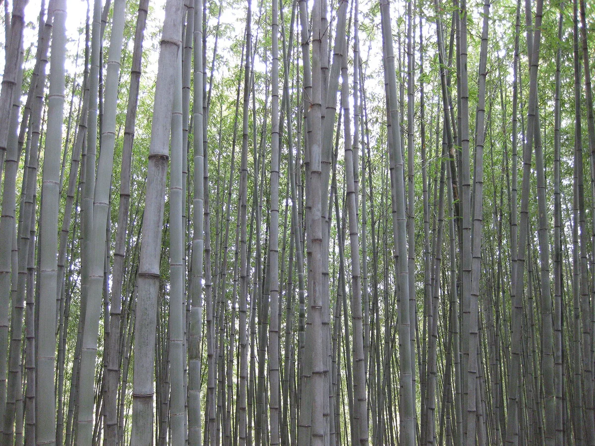 bamboo forest in Damyang, South Korea
