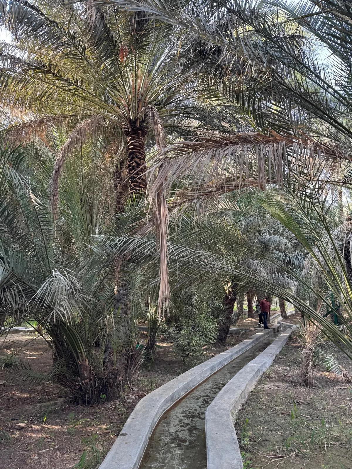 Al Ain Oasis in Al Ain, United Arab Emirates