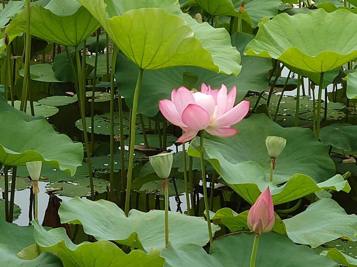 Taipei Botanical Garden in Taipei, Taiwan