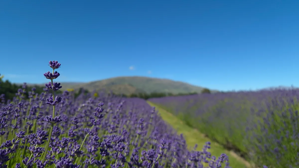 Wānaka Lavender Farm in Wanaka, New Zealand