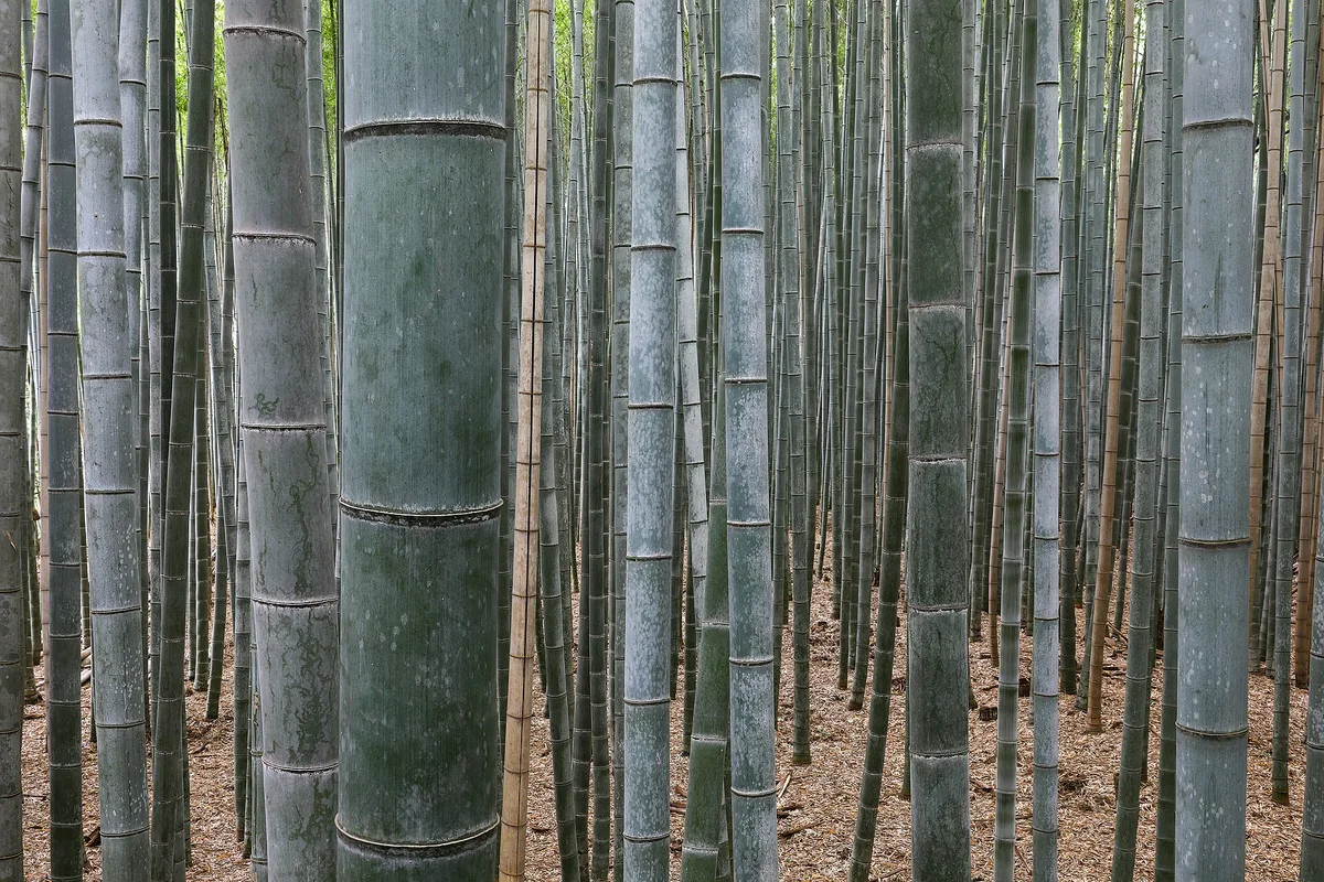 Arashiyama Bamboo Forest in Kyoto, Japan
