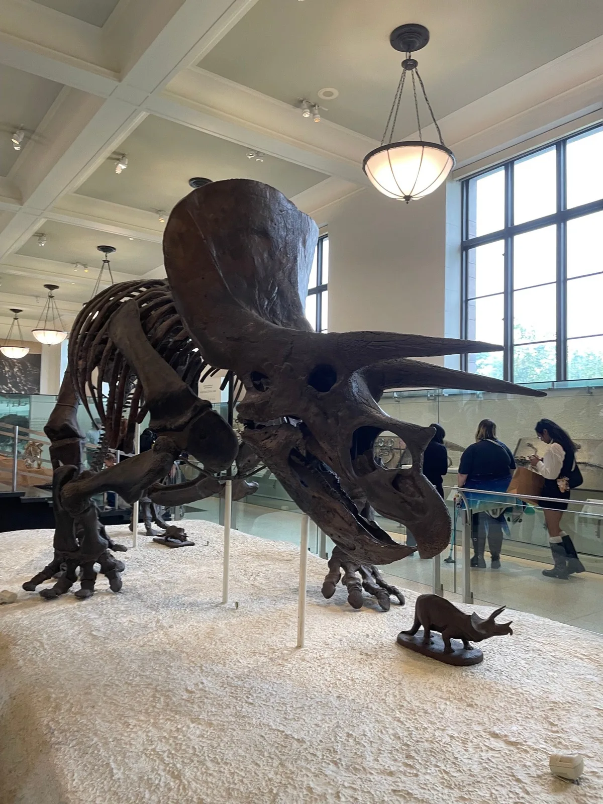 American Museum of Natural History in New York, United States