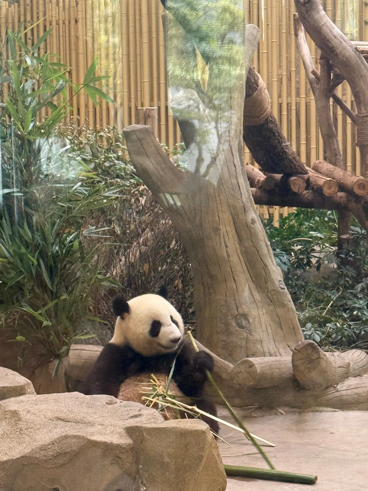 Chengdu Research Base of Giant Panda Breeding in Chengdu, China