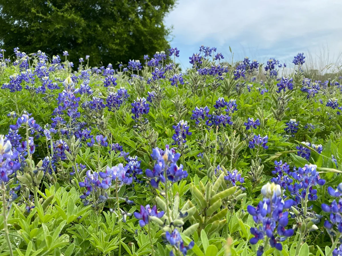 Lady Bird Johnson Wildflower Center in Austin, United States