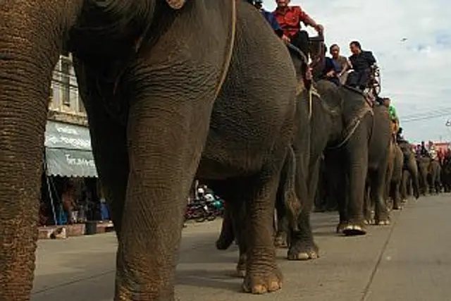 Surin Elephant Round-Up: Dates, Tickets & Venue (Surin) — Surin