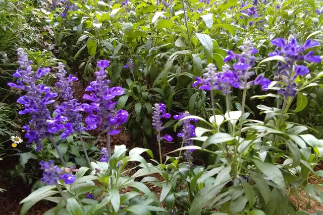 Lavender Garden (Cameron Lavender) — Cameron Highlands