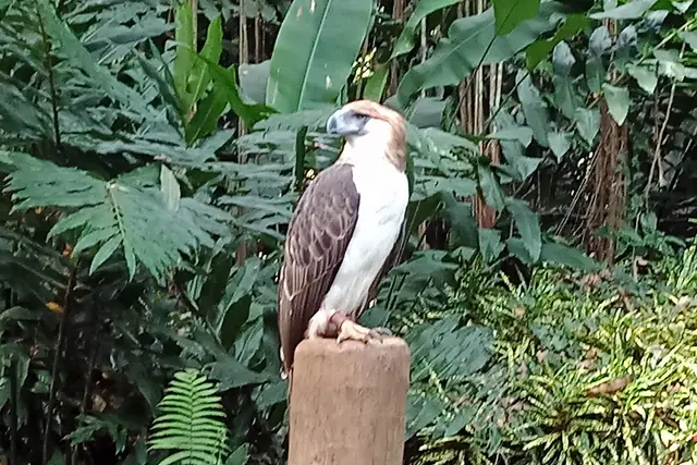 Philippine Eagle Center: Davao Travel Guide — Davao