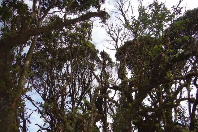 Mossy Forest — Cameron Highlands