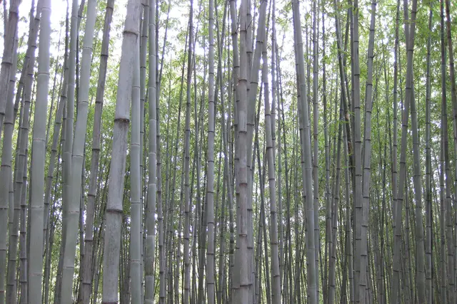 Bamboo Forest in Damyang — Damyang