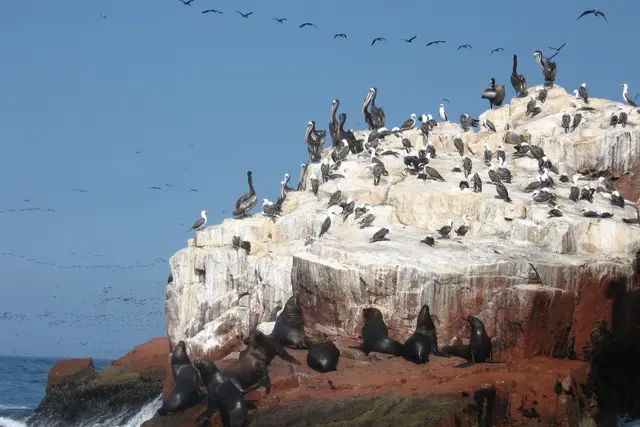 Islas ballestas: Paracas Travel Guide (4.8★) — Paracas