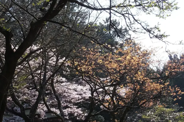 Alishan National Forest Recreation Area: Travel Guide (4.6★) — Alishan