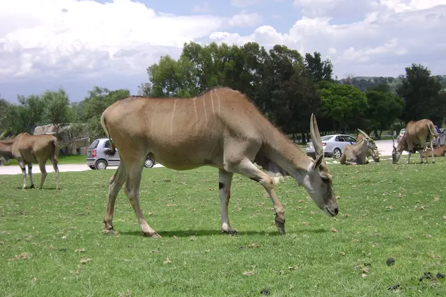 Africam Safari: Puebla Travel Guide (4.6★) — Puebla