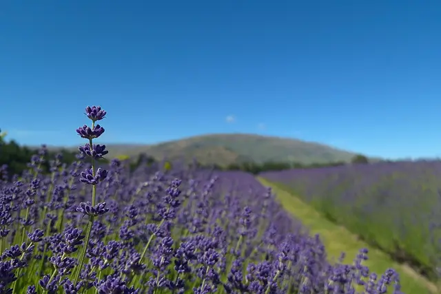 Wānaka Lavender Farm: Wanaka Travel Guide (4.6★) — Wanaka