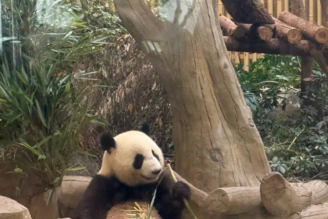 Chengdu Research Base of Giant Panda Breeding — Chengdu