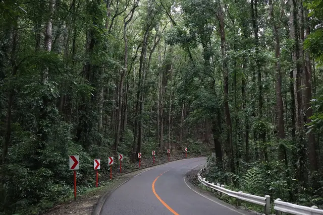 Bilar Man-Made Forest — Bohol