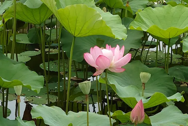 Taipei Botanical Garden: Travel Guide (4.6★) — Taipei