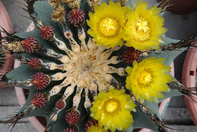 Cactus Valley: Cameron Highlands Travel Guide (4.0★) — Cameron Highlands