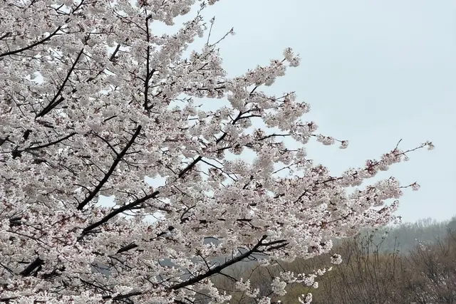 Incheon Grand Park: Guía de viaje (4,5★) — Incheon