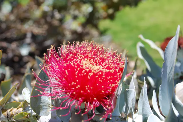 Kings Park and Botanic Garden: Perth Travel Guide (4.8★) — Perth