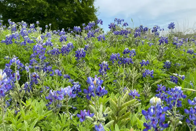Lady Bird Johnson Wildflower Center: Austin Travel Guide — Austin