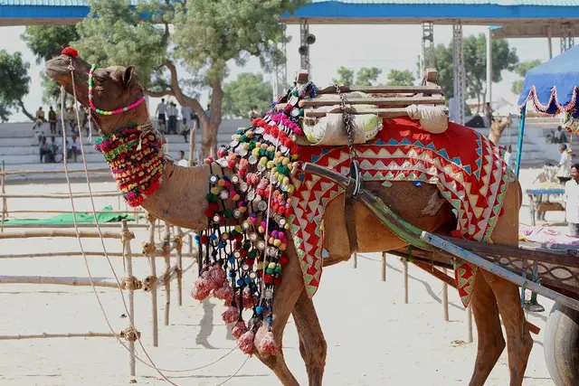 Pushkar Camel Fair: Dates, Tickets & Venue (Pushkar) — Pushkar