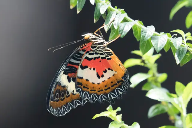 Konya Tropical Butterfly Garden — Konya