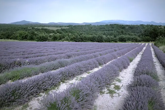 Lavender Fields — Provence