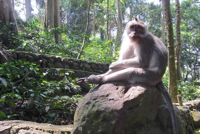 Sacred Monkey Forest Sanctuary: Ubud Travel Guide (4.5★) — Ubud