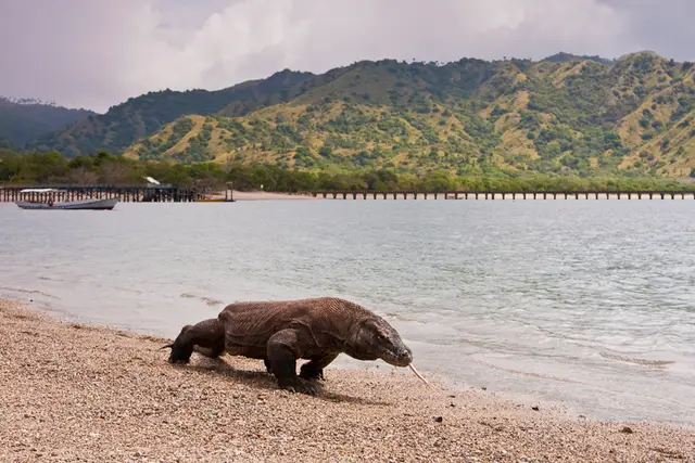 Komodo National Park: Travel Guide (4.6★) — Komodo