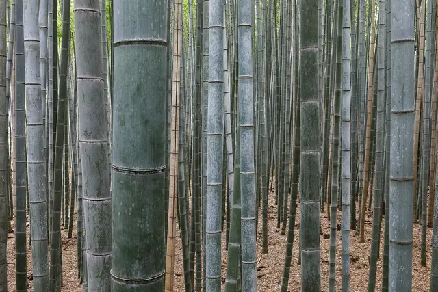 Bosque de Bambú de Arashiyama: Guía de Viaje de Kioto — Kioto