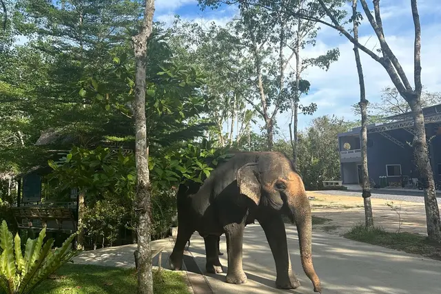 Green Elephant Sanctuary Park — Phuket