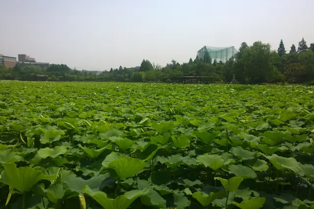 Deokjin Park: Jeonju Travel Guide (4.2★) — Jeonju