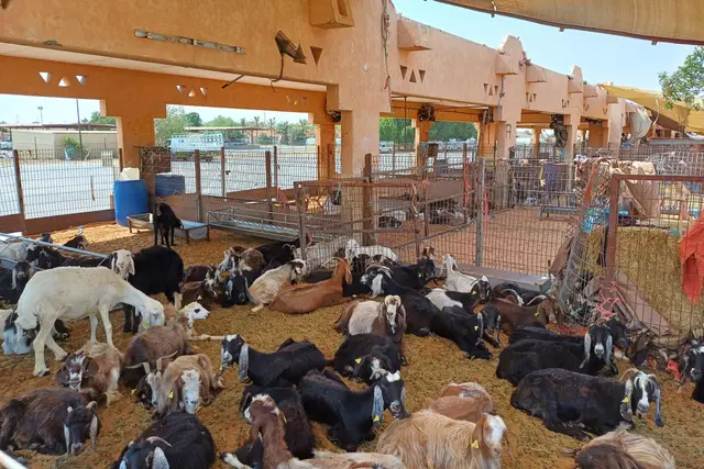 Al Ain Central Market: Travel Guide (4.4★) — Al Ain